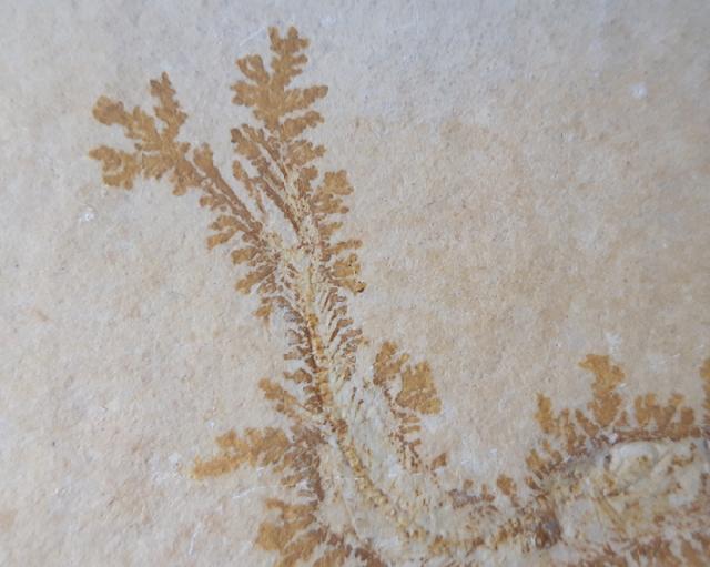 Leptolepides sprattiformis (BLAINVILLE 1818) - Bild © FossNet FossilienStore